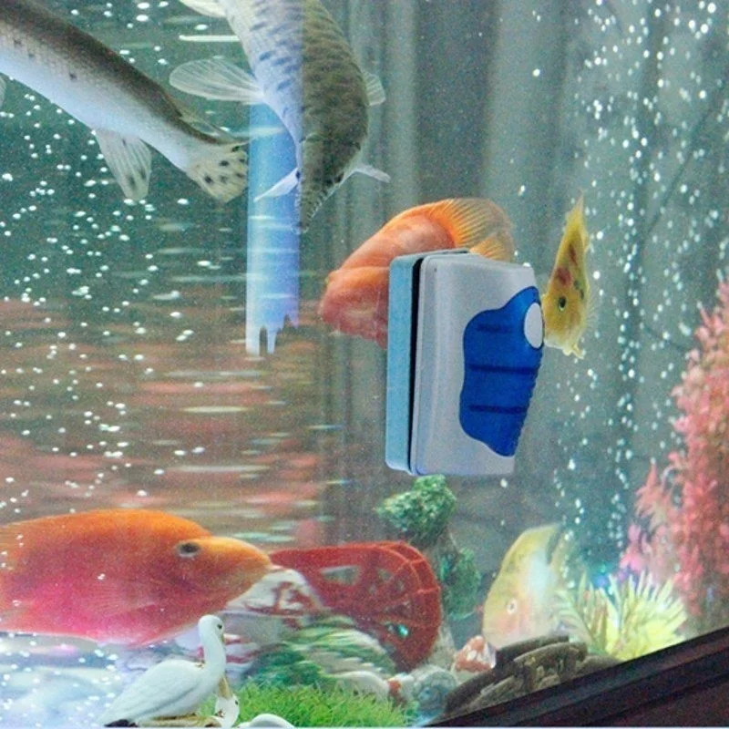 Avec les poissons