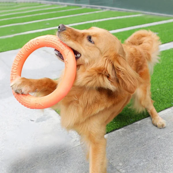 Anneau d'entraînement flottant pour chien