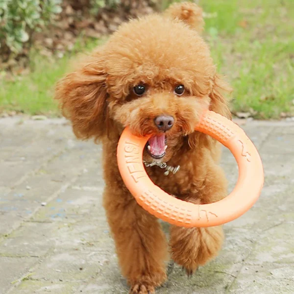 Caniche et anneau