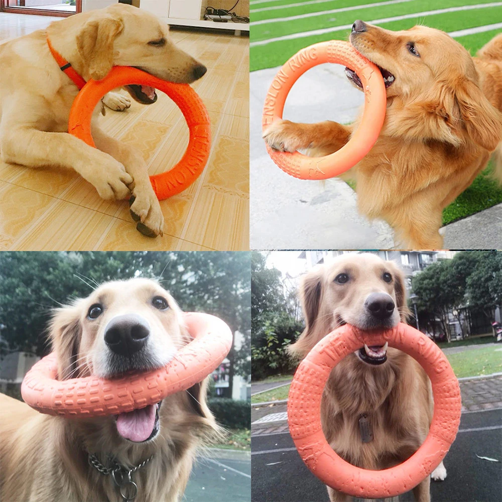 Chiens et anneaux