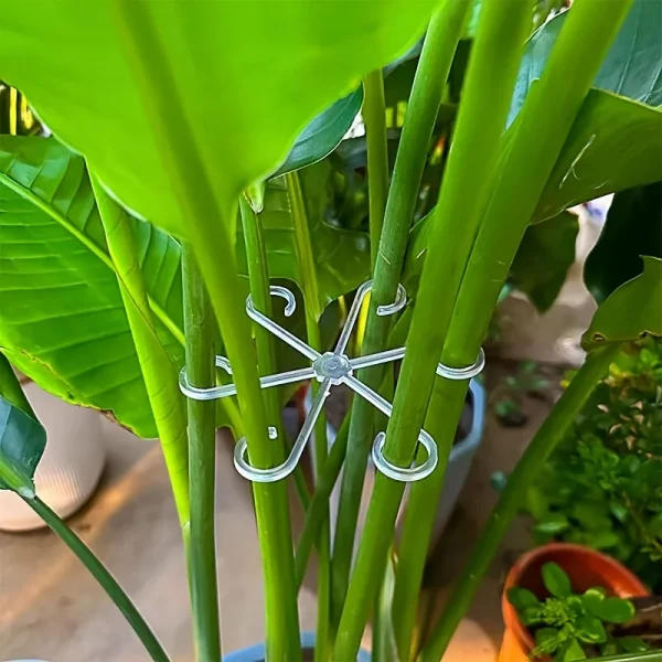 Anneaux de maintien pour plantes, lot de 4