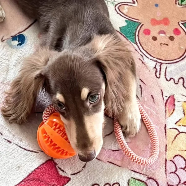 Balle distributrice sur corde pour chien