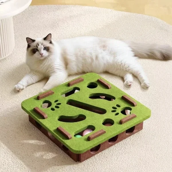 Chat et boîte