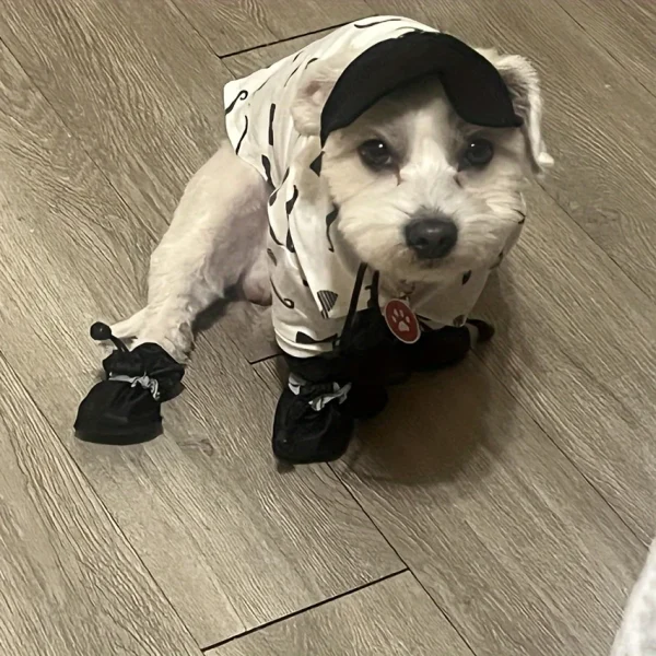 Chien en bottines