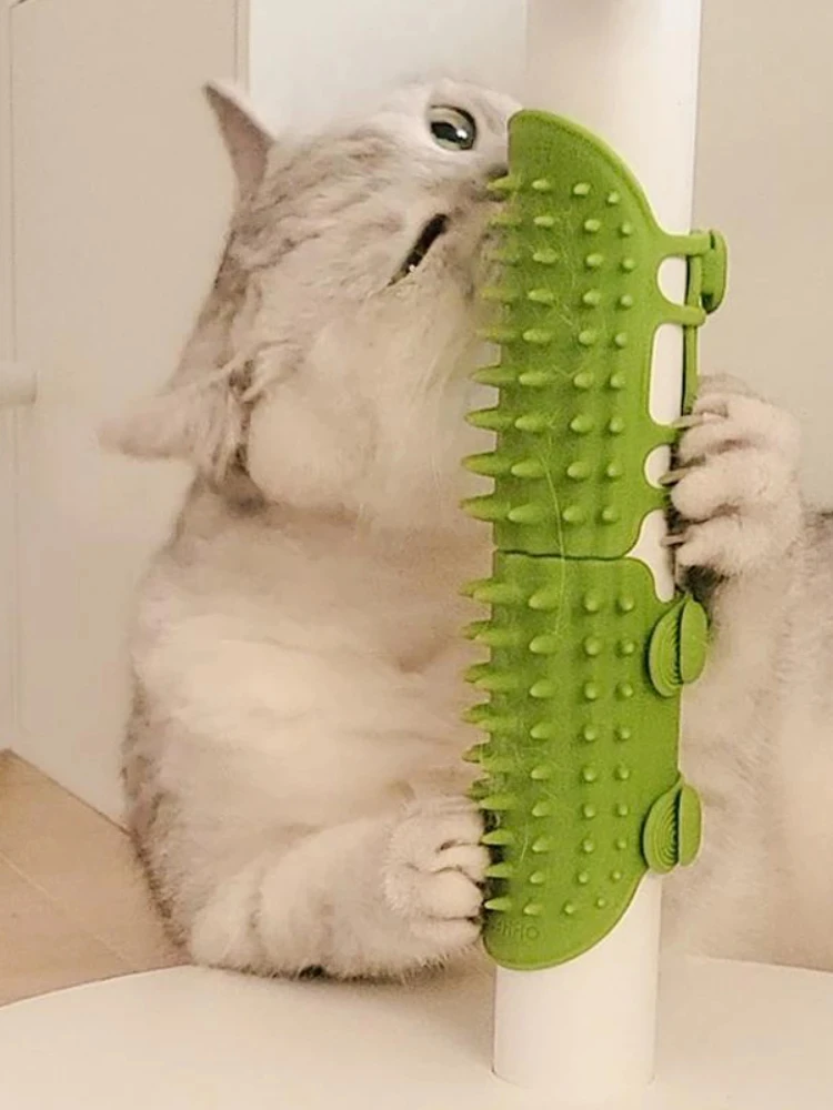 Chat qui se frotte