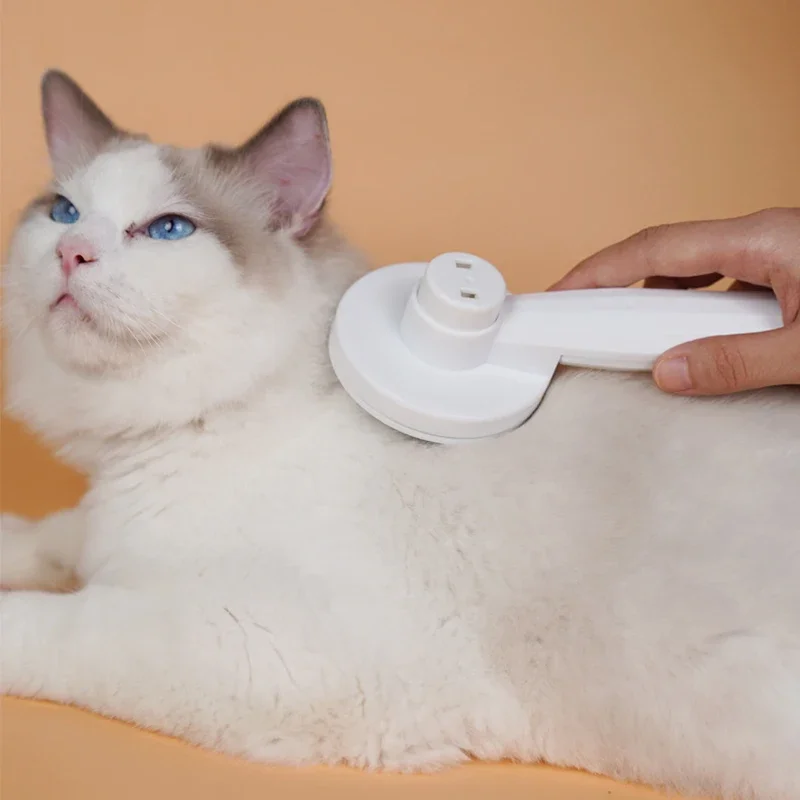 Chat brossé
