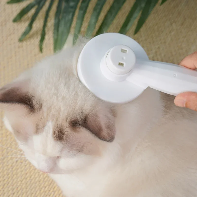 Chat brossé
