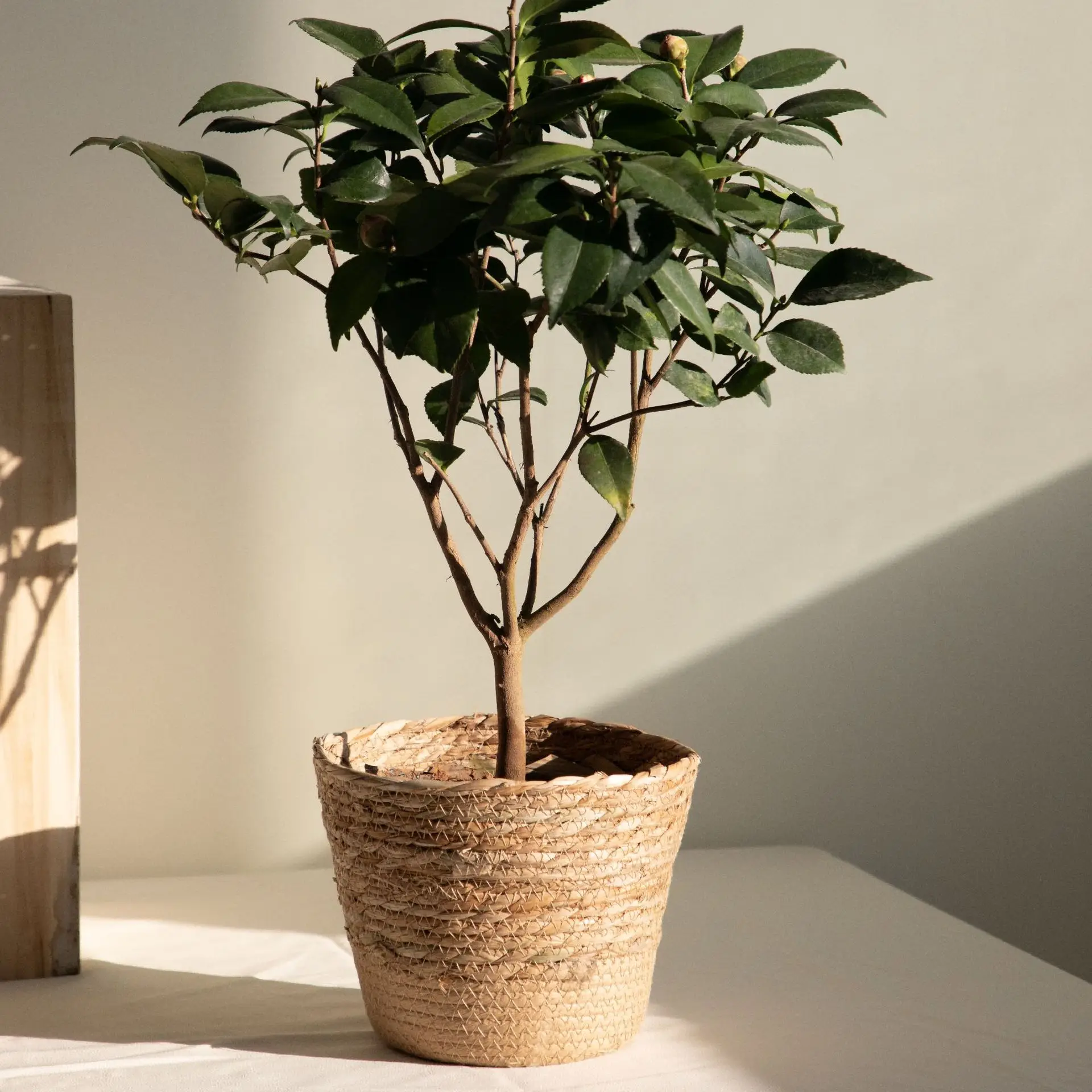 Plante dans un cache-pot