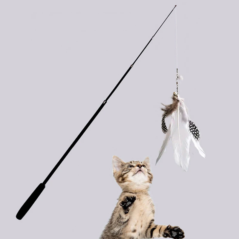 Chat et plumes