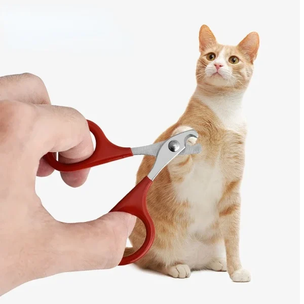 Ciseaux et chat