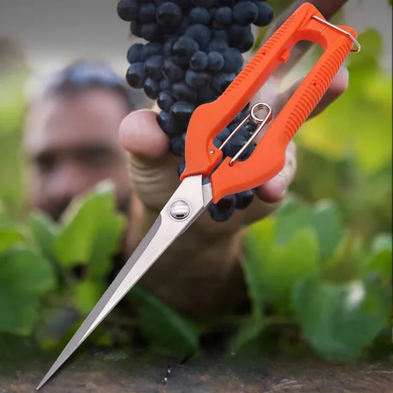 Cueillette du raisin