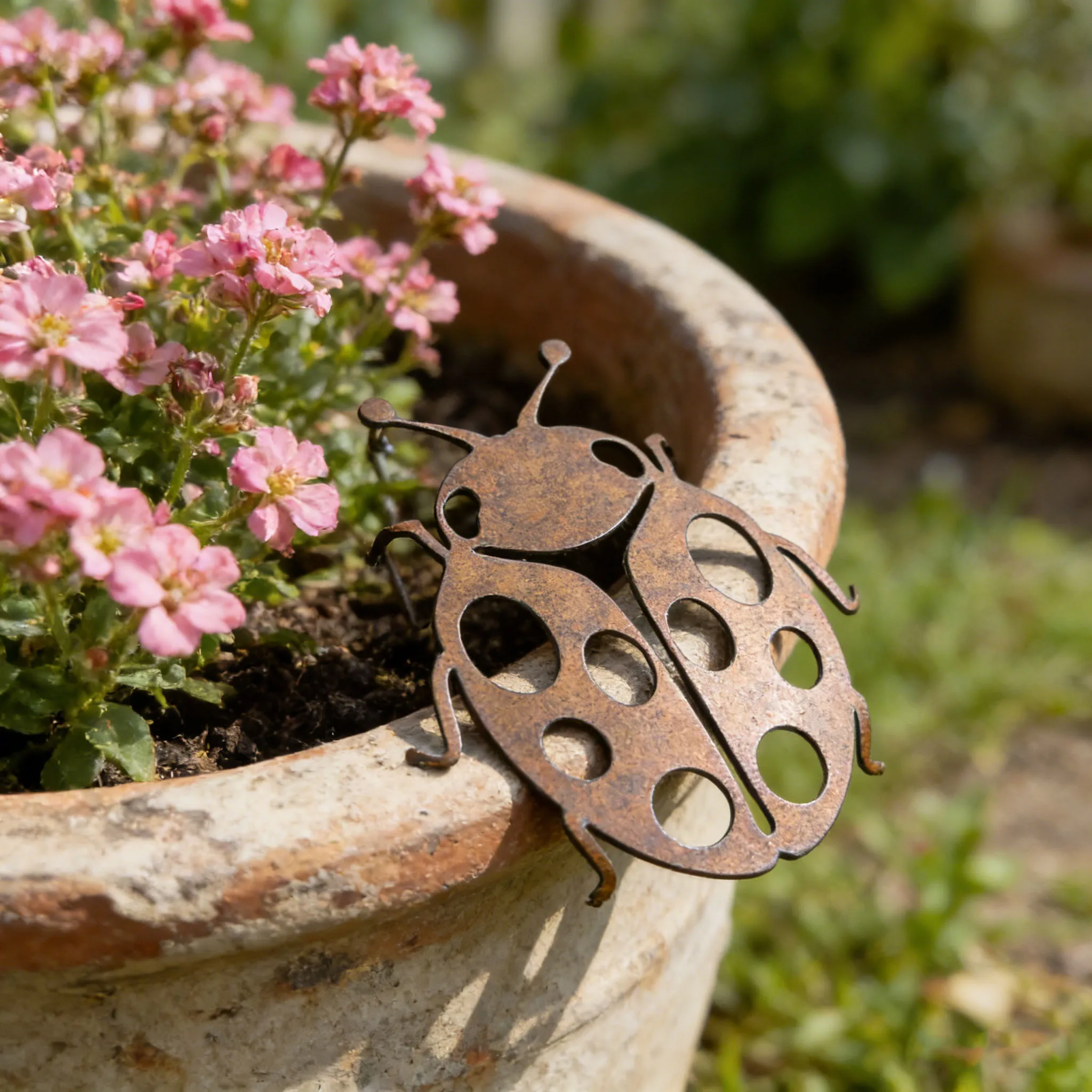 Coccinelle sur une jardinière