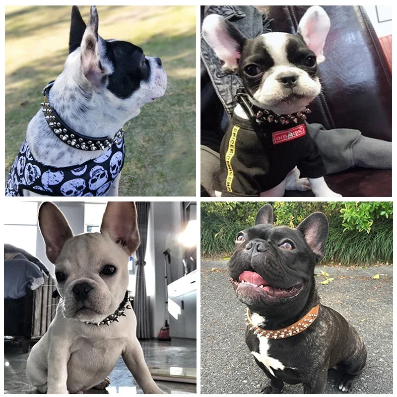 Bouledogues au collier