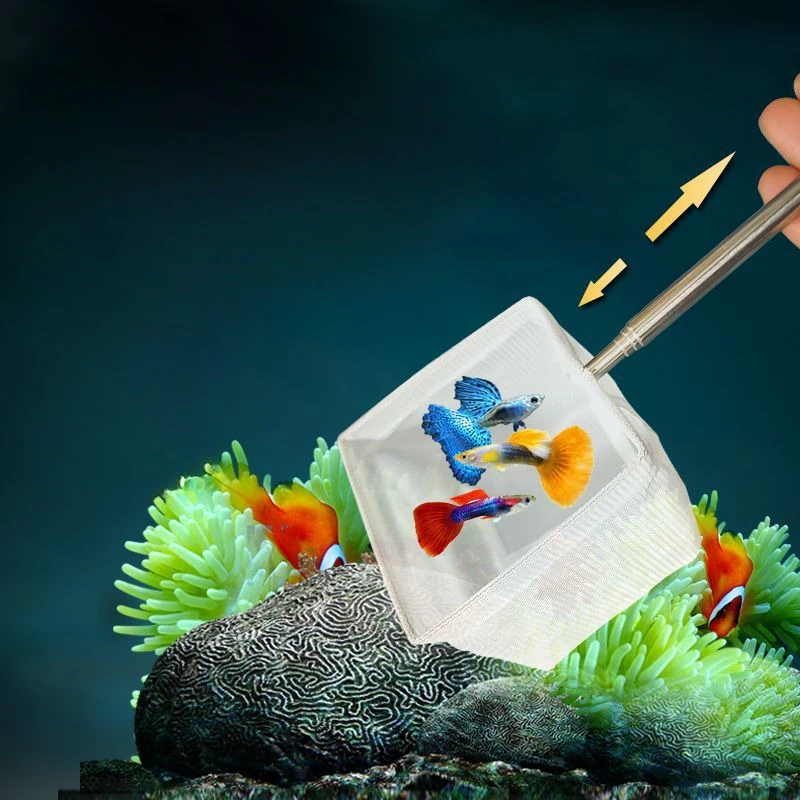 À l'aquarium