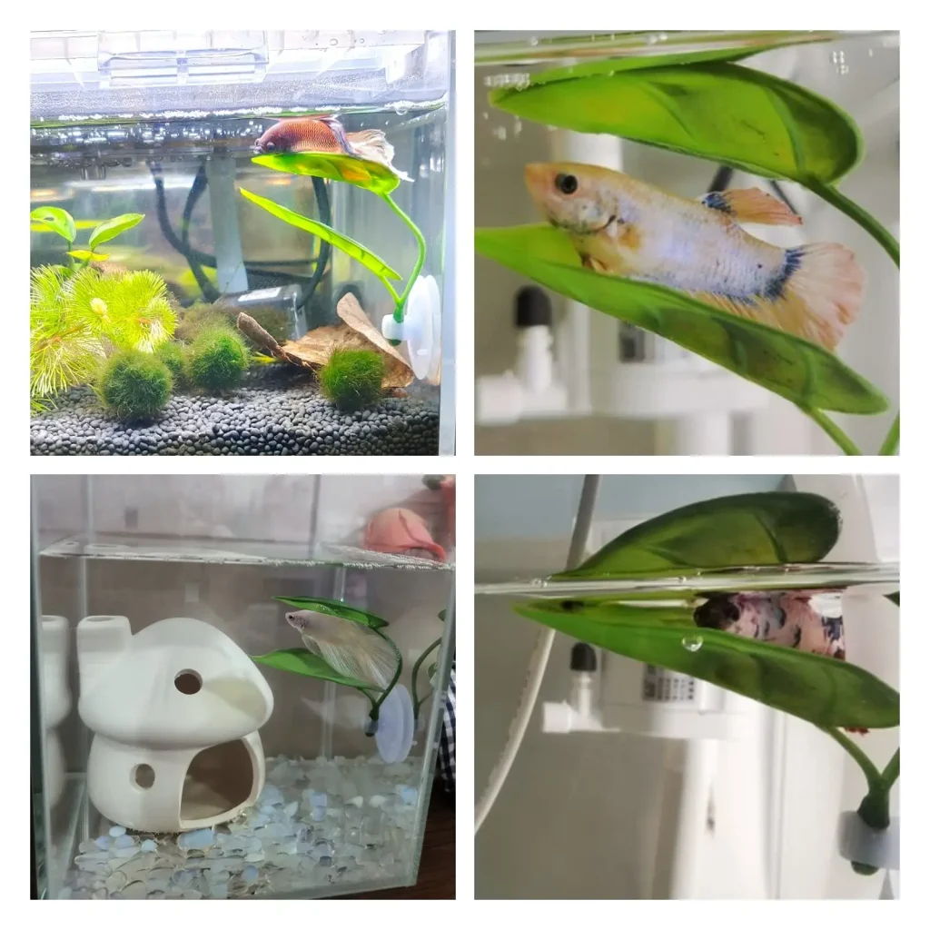 Dans l'aquarium