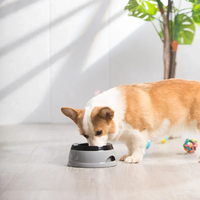 Corgi qui boit
