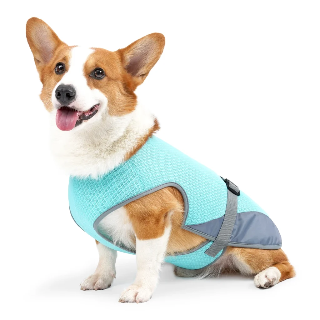 Corgi en gilet bleu