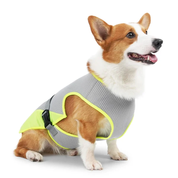 Corgi en gilet gris