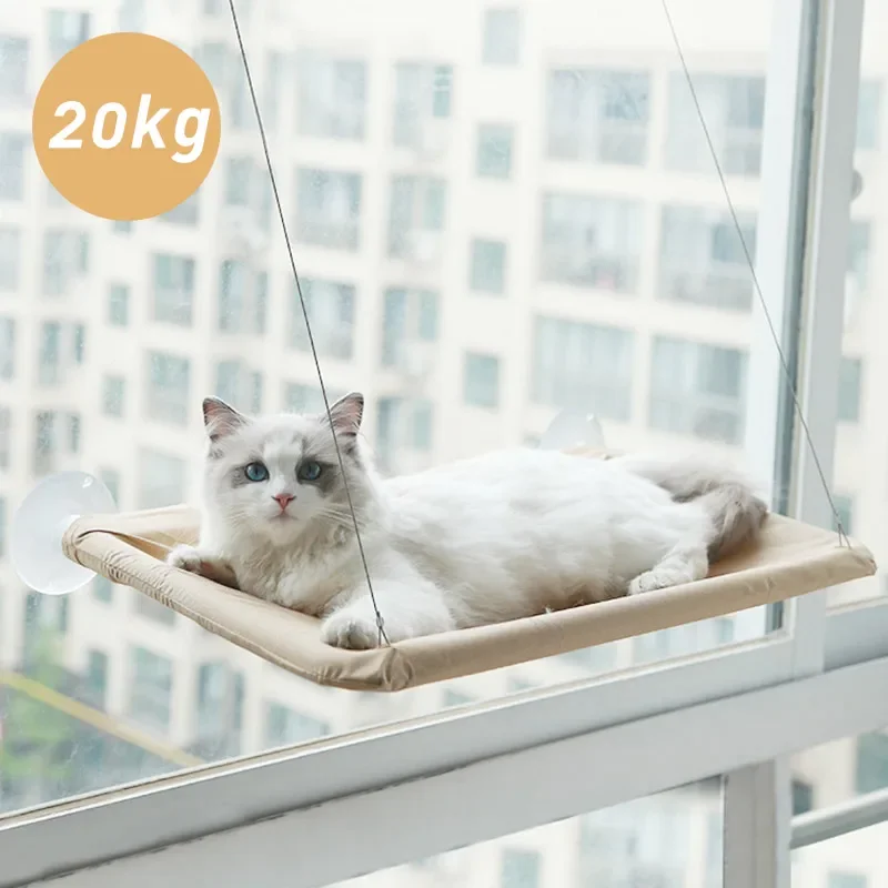 Chat installé