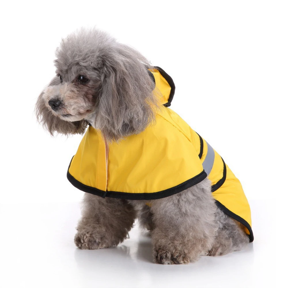 Caniche en imperméable
