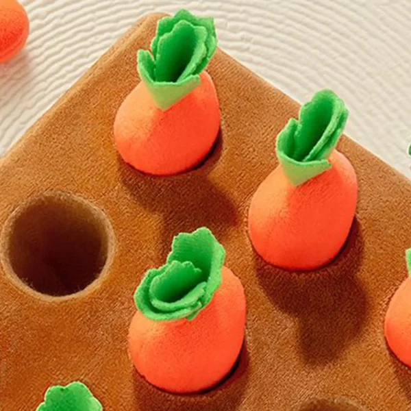 Carottes plantées