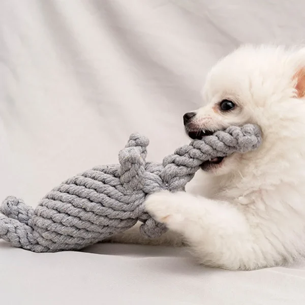 Chien et éléphant