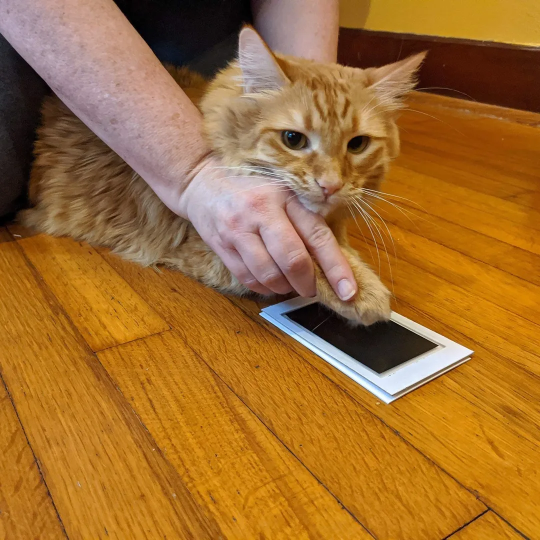 Empreinte de patte d'un chat sur le tampon