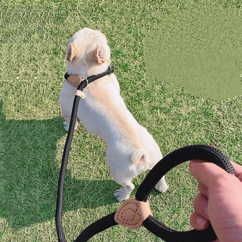 Chien en laisse