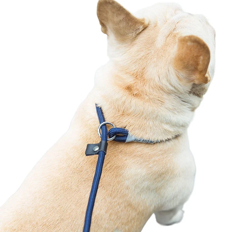 Bouledogue en laisse