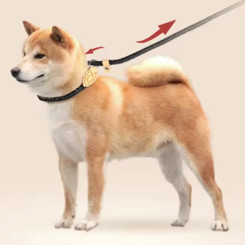 Shiba en laisse