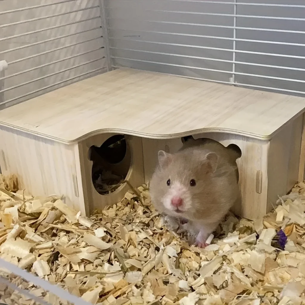 Hamster à l'entrée