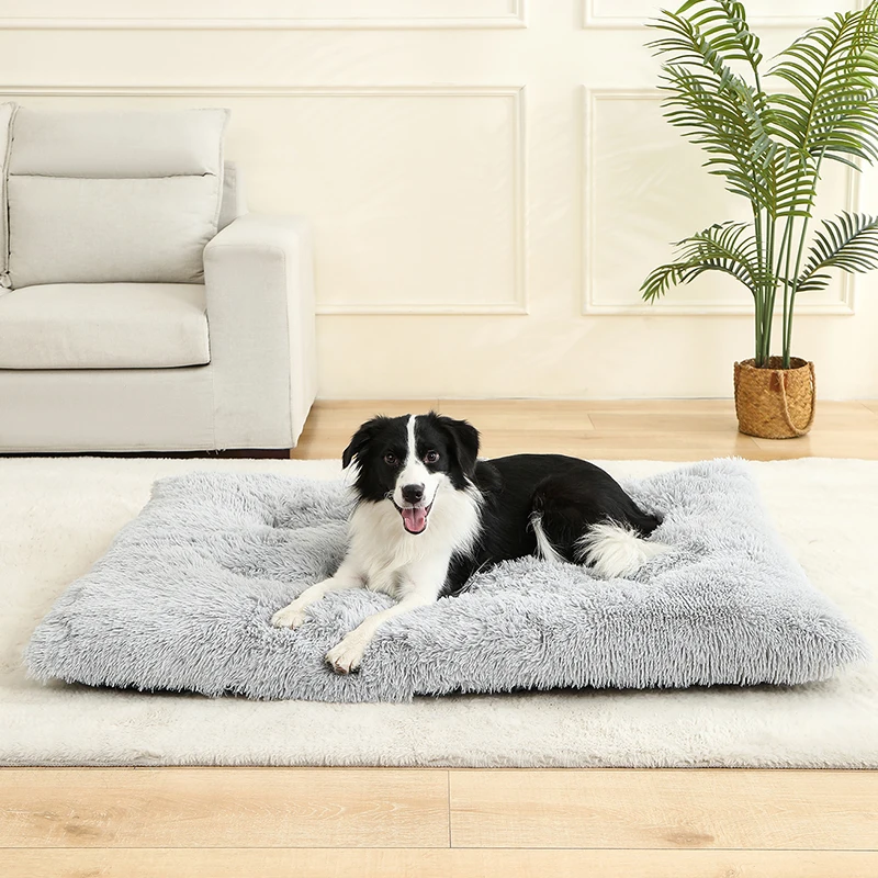 Chien sur le matelas gris