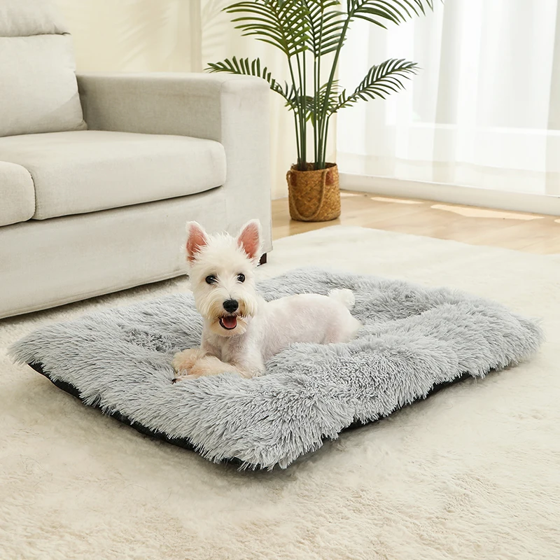 Westie sur le matelas