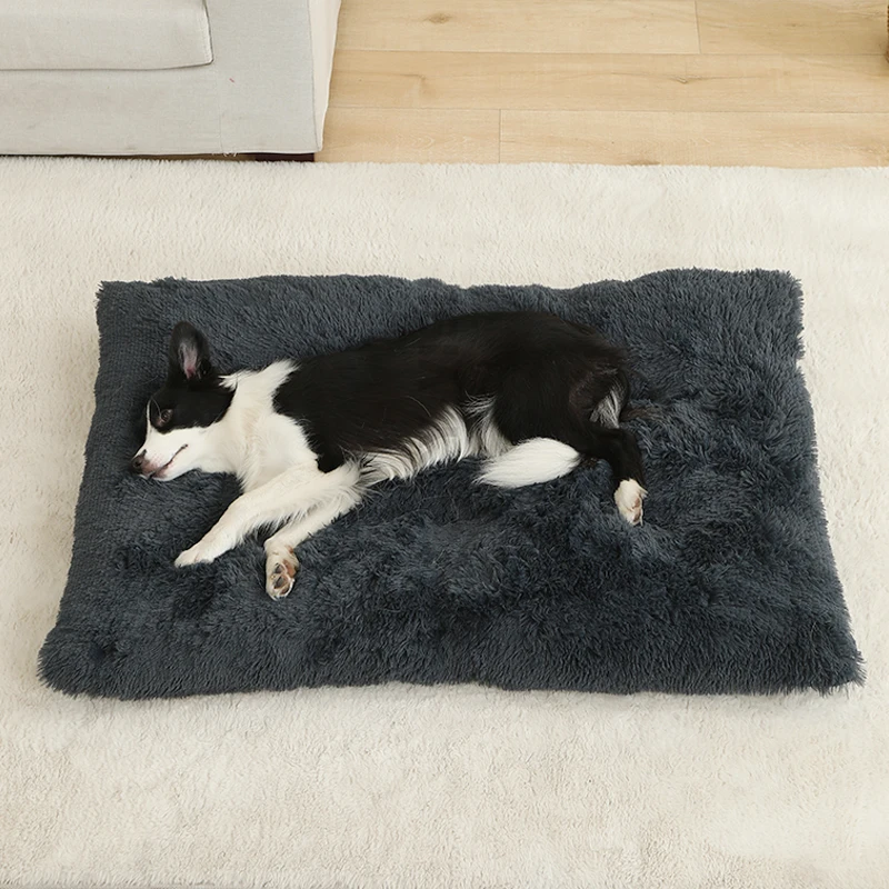 Chat sur le matelas