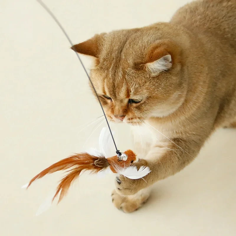 Chat qui attrape l'oiseau