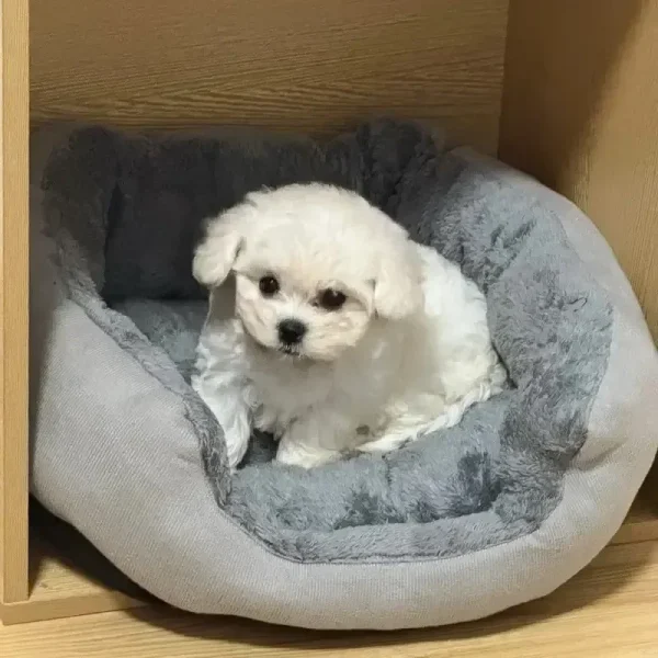 Panier rond en peluche à rebord