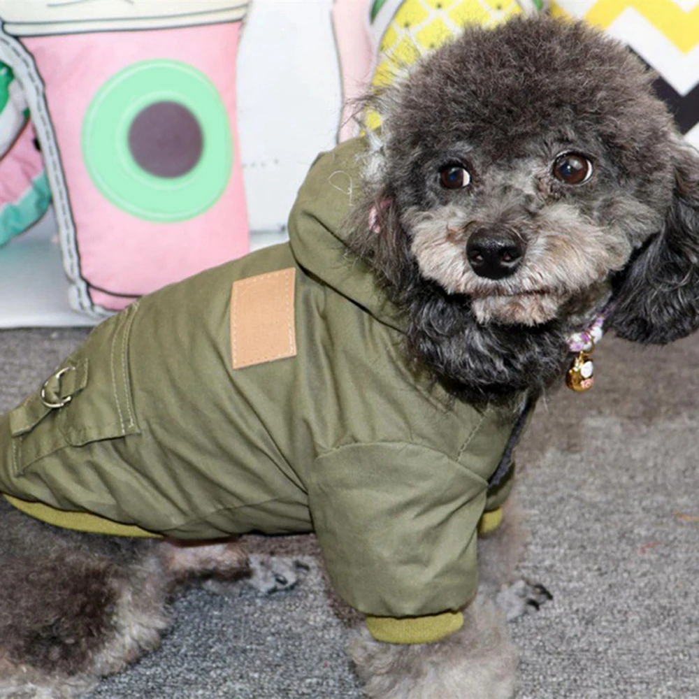 Caniche en parka