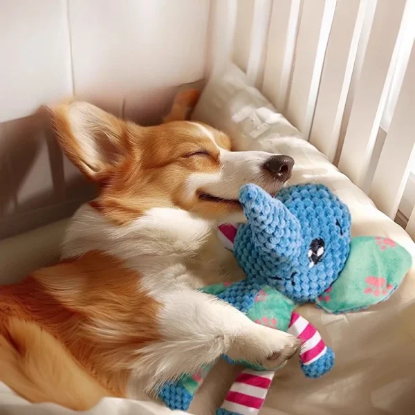 Chien endormi
