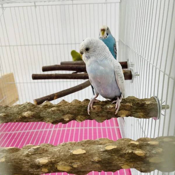 Perchoir en bois brut naturel pour cage