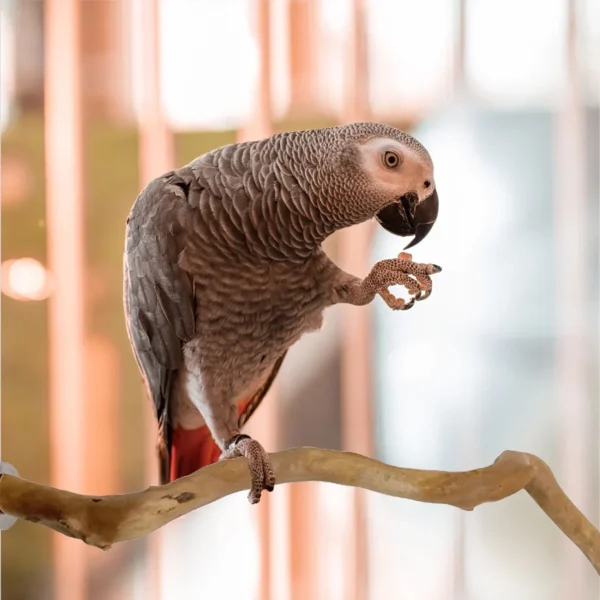 Perroquet gris