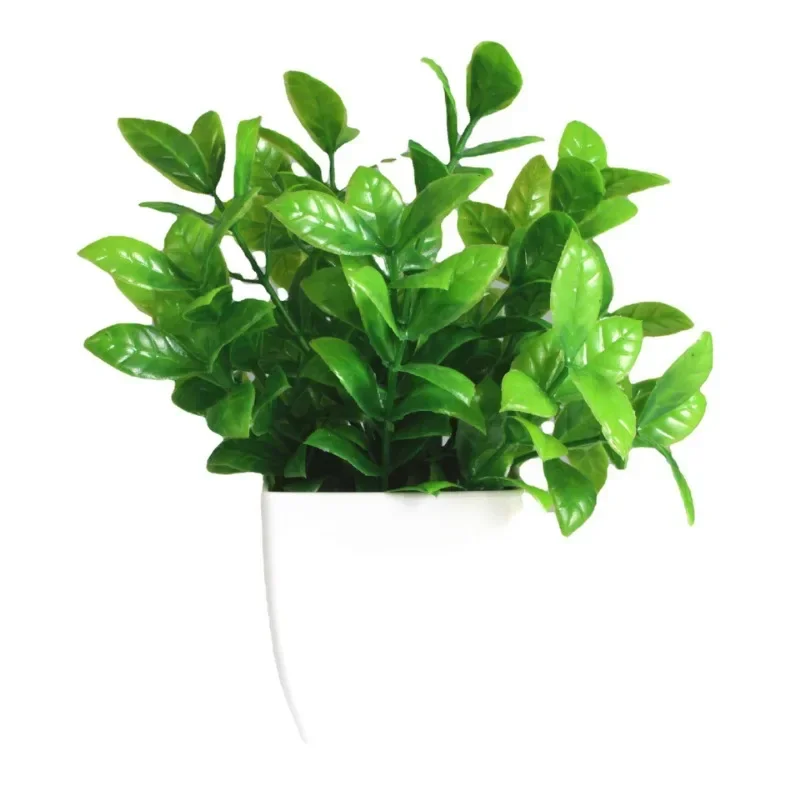 Petite plante aux feuilles larges