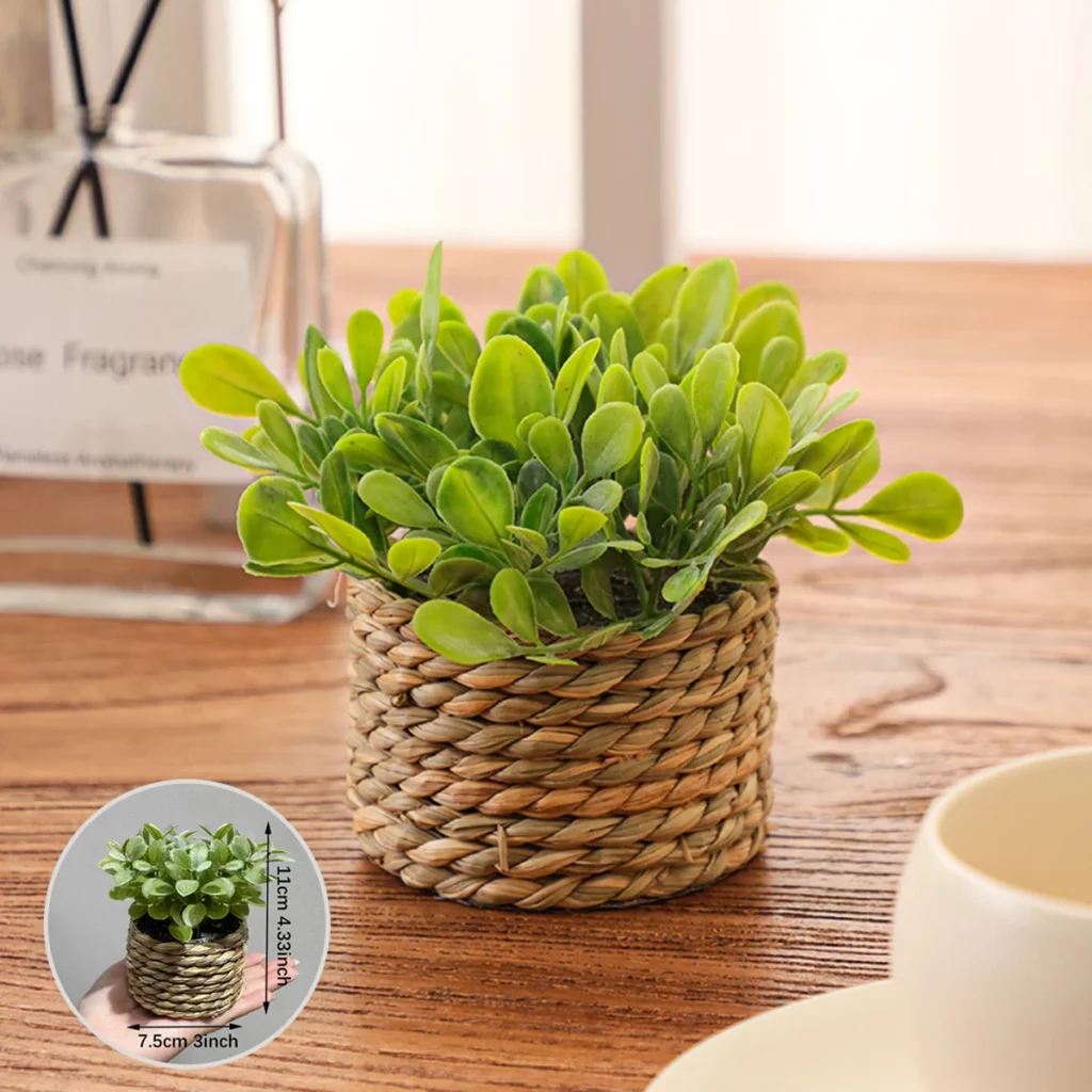 Plante aux feuilles rondes