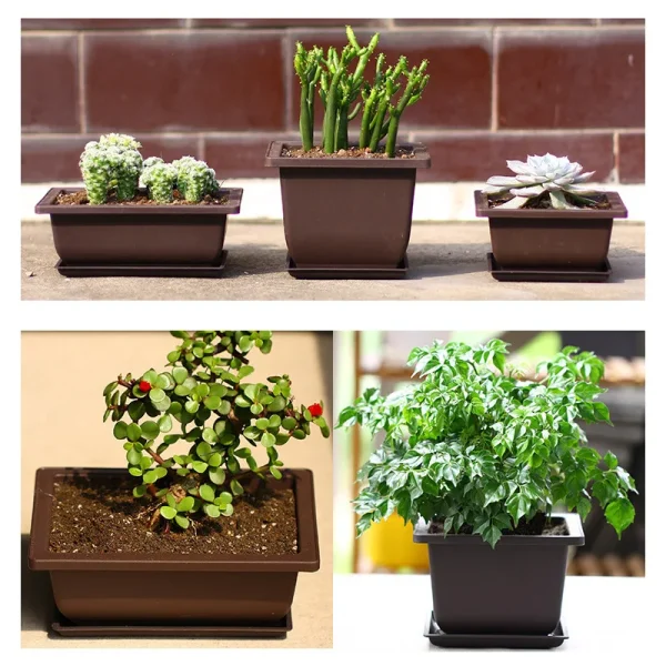 Succulentes en pots