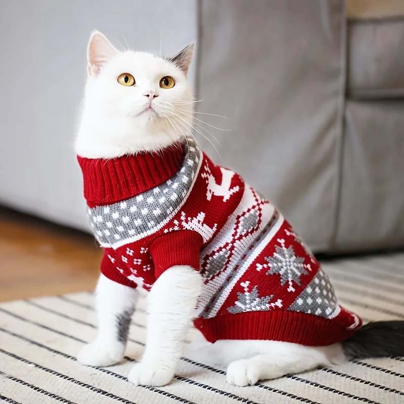 Chat en pull
