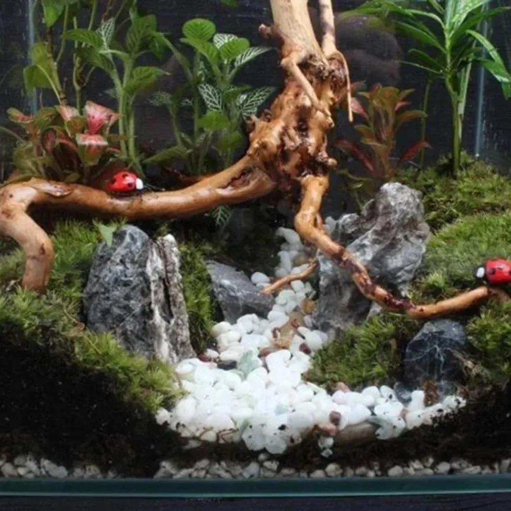 En terrarium