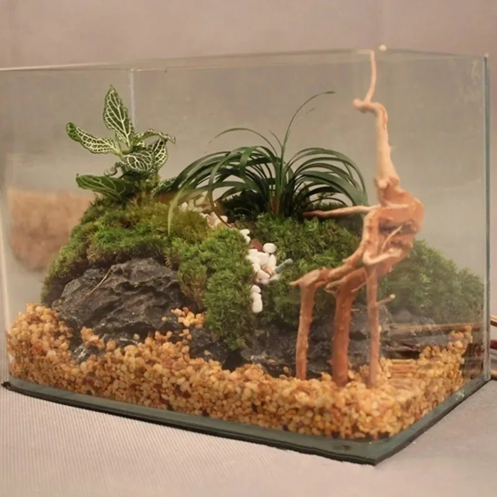 En terrarium