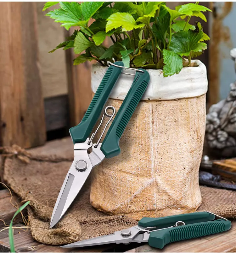 Sécateur au pied d'une plante