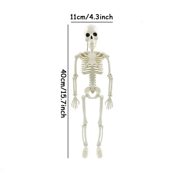 Dimensions du squelette