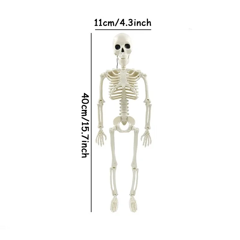Dimensions du squelette