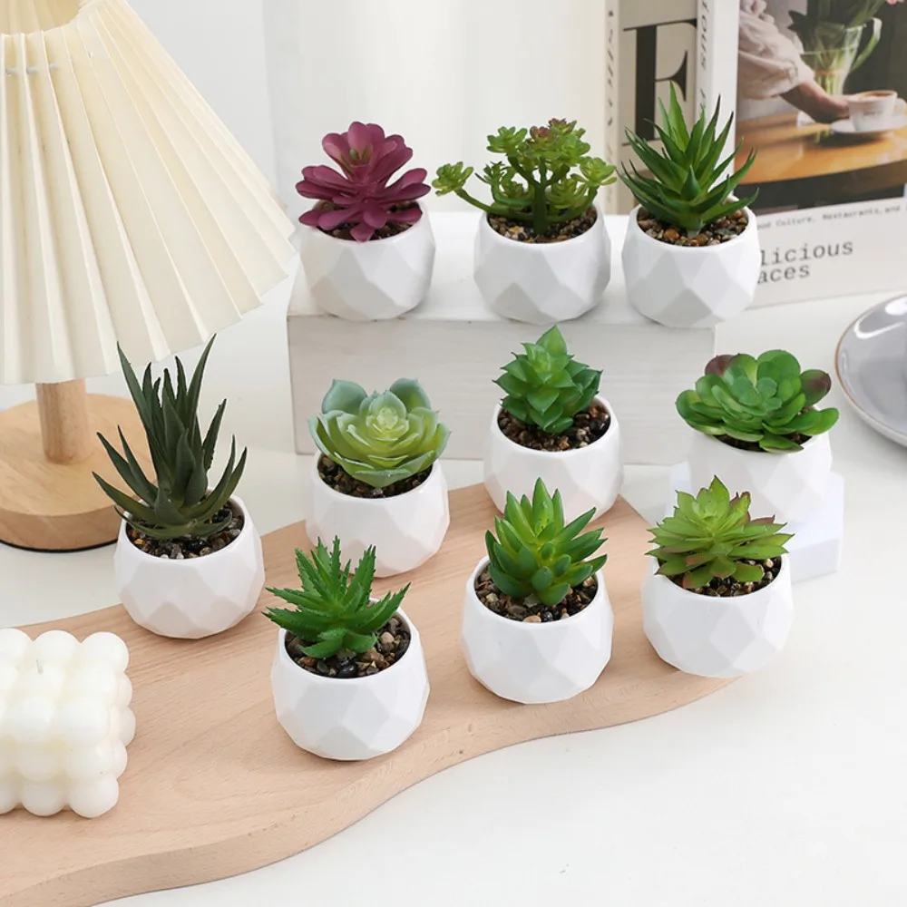 Neuf succulentes en pots blancs